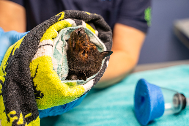 RSPCA Wildlife Vet caring for an injured bat